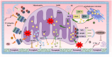Illustration of mitochondrial processes and signaling pathways. Key components include oxidative stress (ROS), autophagy, ferroptosis, and calcium ion exchange, with interactions involving proteins like PINK1, Parkin, GRP75, and VDAC. This diagram highlights connections with the endoplasmic reticulum and autophagy indicators (LC3), and indicates pathways for protein degradation, represented by ubiquitination processes.