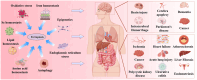 Diagram illustrating ferroptosis pathways and associated diseases. Left section shows factors like oxidative stress, iron homeostasis, epigenetics, and autophagy leading to ferroptosis. Right section highlights diseases linked to ferroptosis in the brain and body, such as brain injury, Parkinson's disease, ischemia, heart failure, and liver fibrosis. Central human figure with organs is included for context.