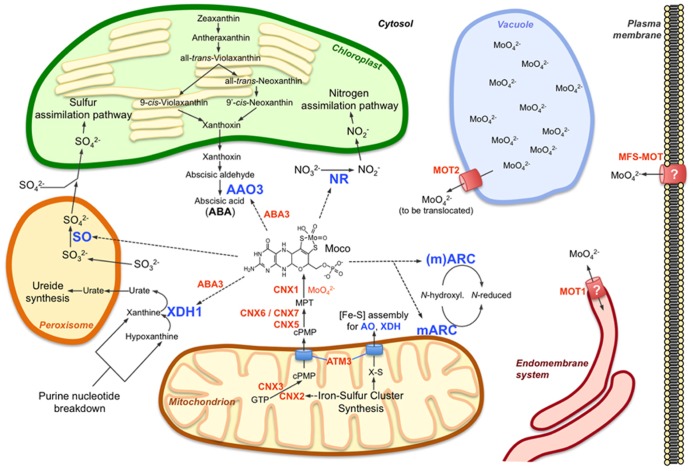 FIGURE 1