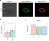 Figure 3—figure supplement 2.
