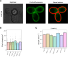 Figure 3—figure supplement 1.