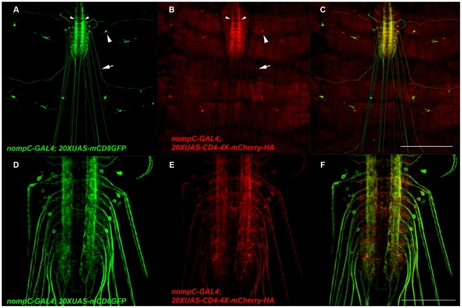 Figure 11