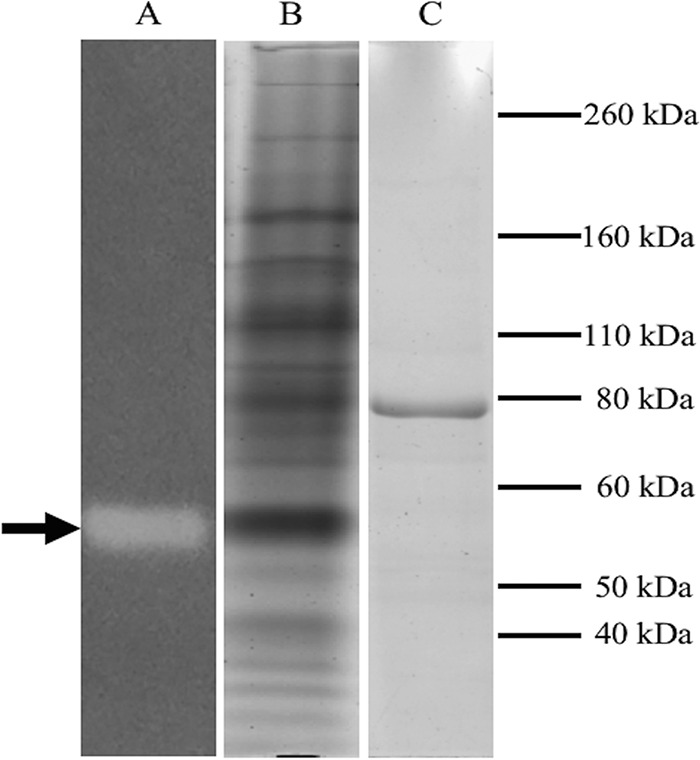 FIG 1