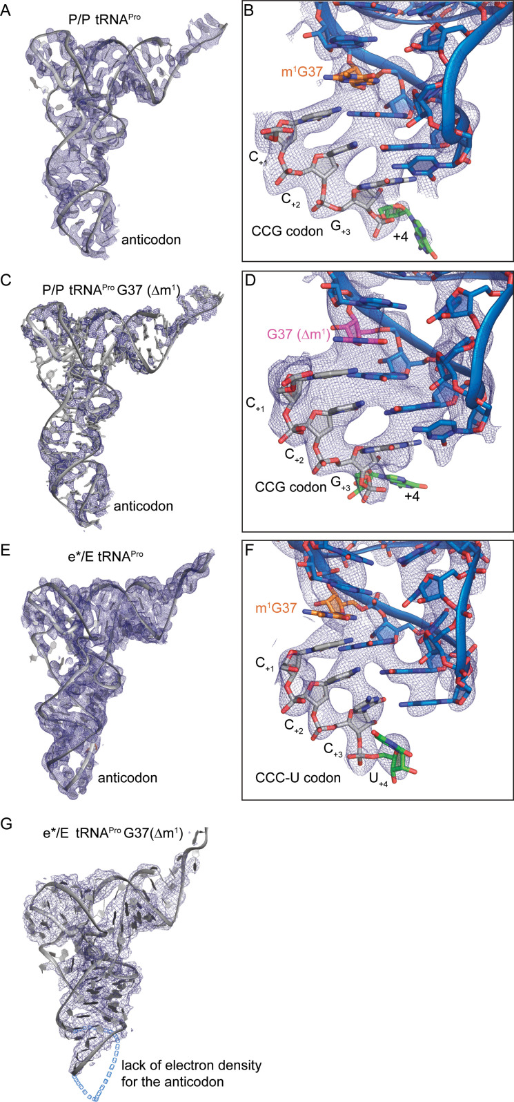 Figure 2—figure supplement 1.