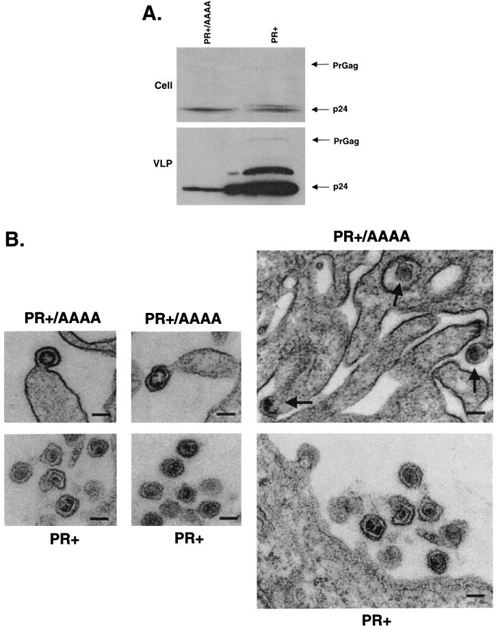 FIG. 4.