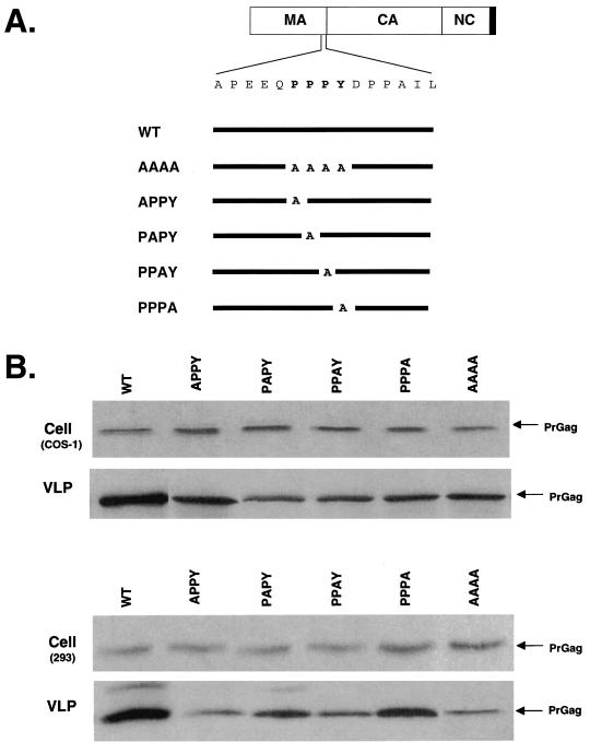 FIG. 3.