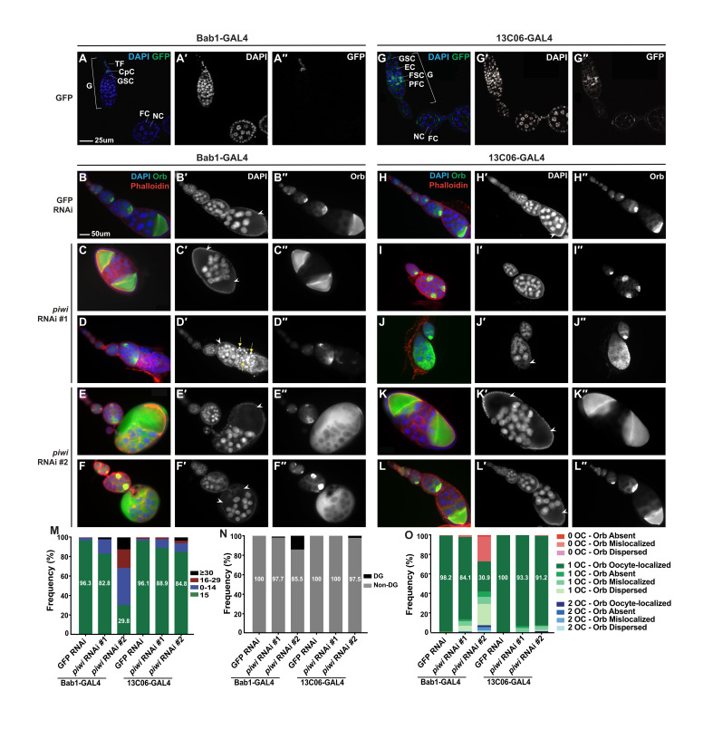 Figure 1. Knockdown of piwi expression in terminal filament and cap cells, but not posterior escort cells, results in GSC proliferation and differentiation defects