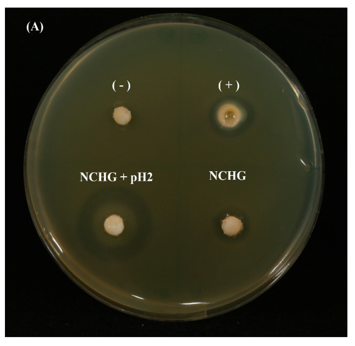 Figure 12