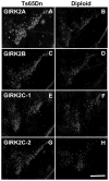Fig. 9