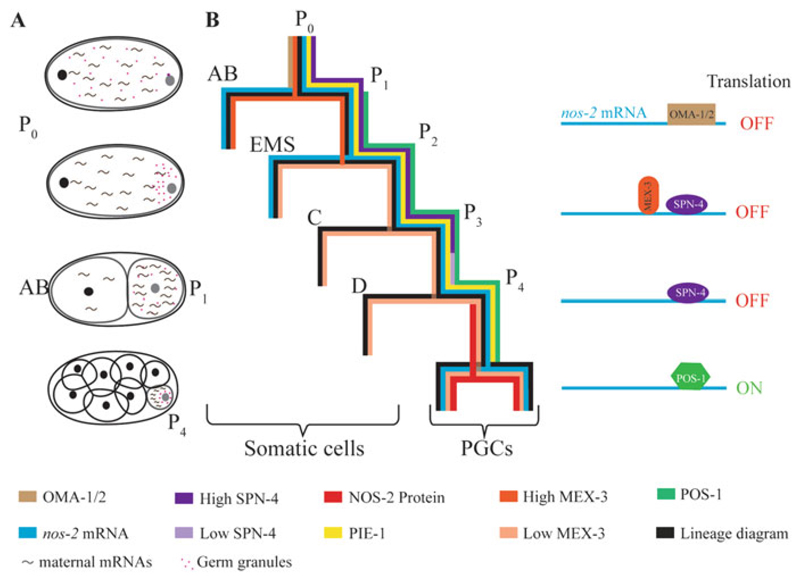 Fig. 6.2