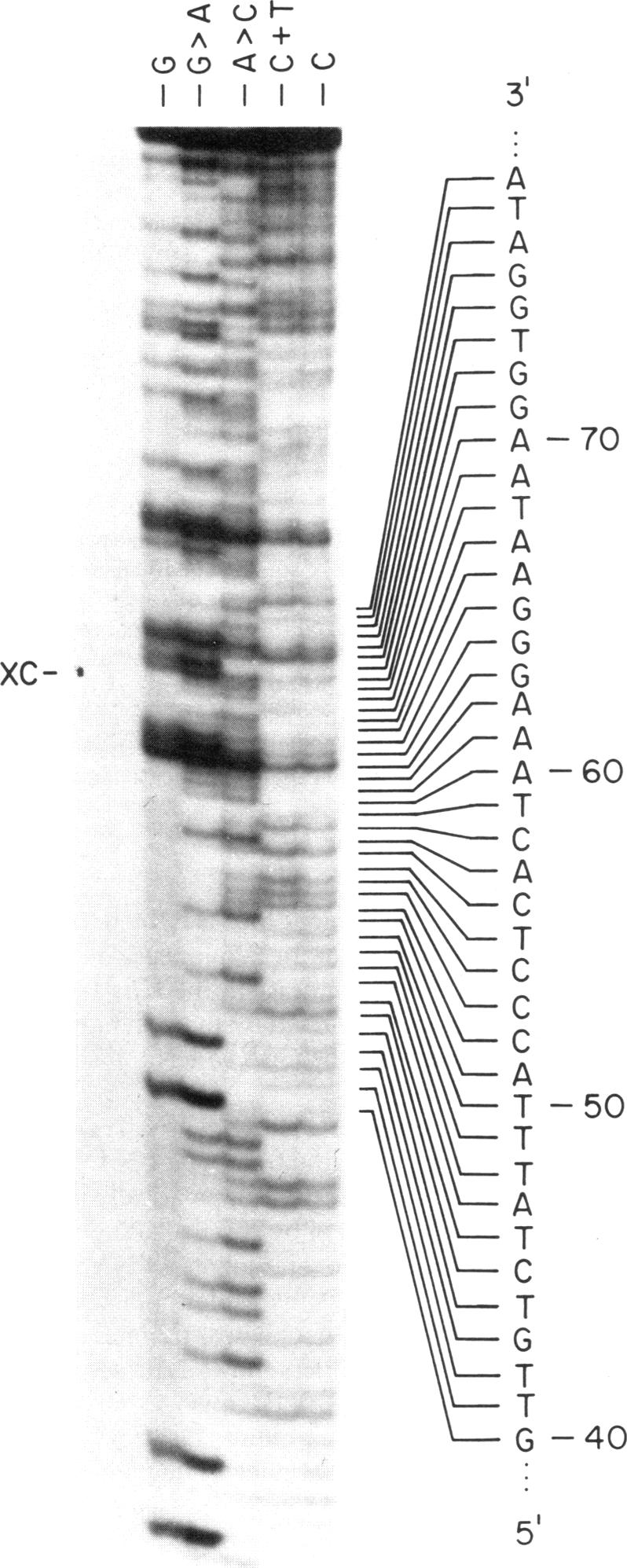 graphic file with name pnas00652-0172-b.jpg