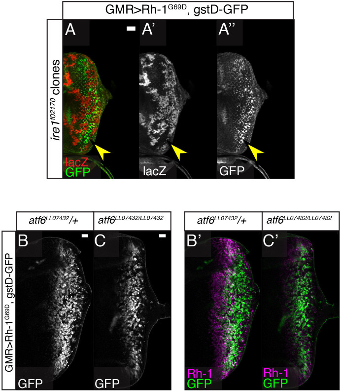 Figure 2—figure supplement 3.