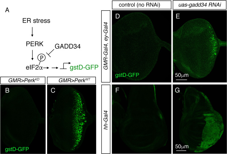 Figure 3—figure supplement 1.