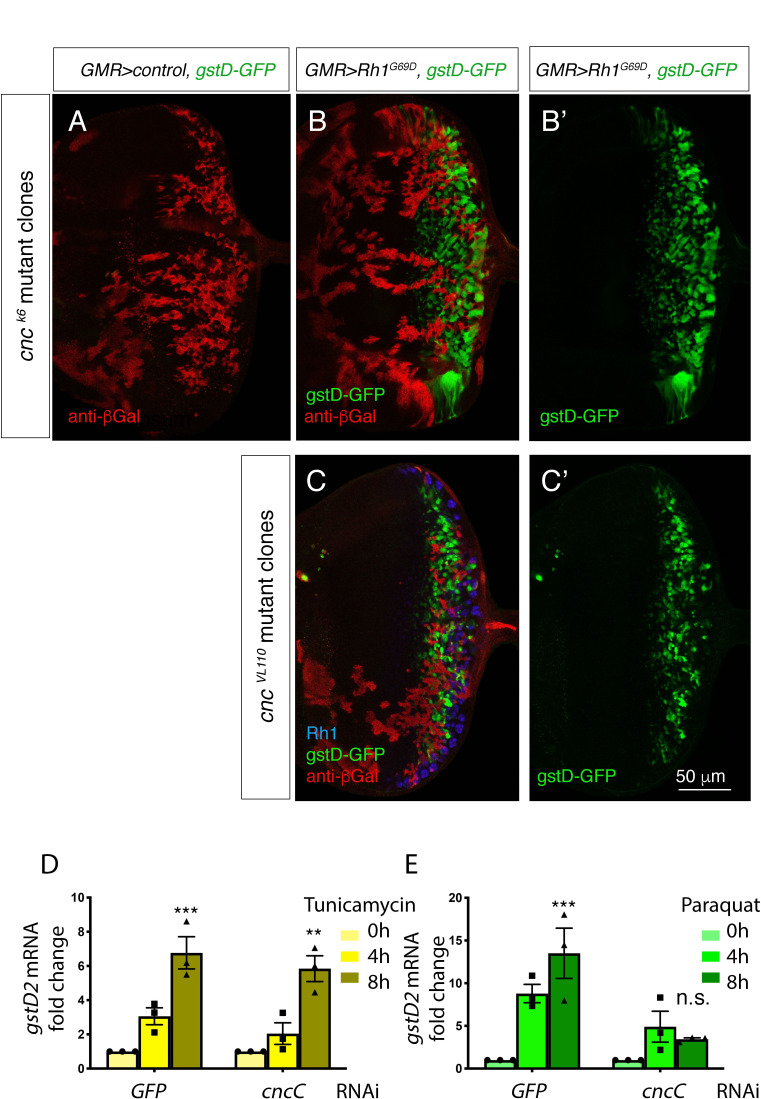 Figure 2—figure supplement 2.