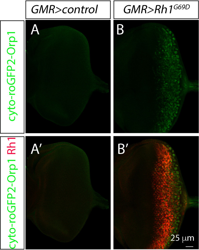 Figure 1—figure supplement 1.