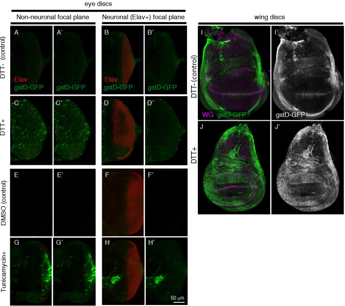 Figure 2—figure supplement 1.