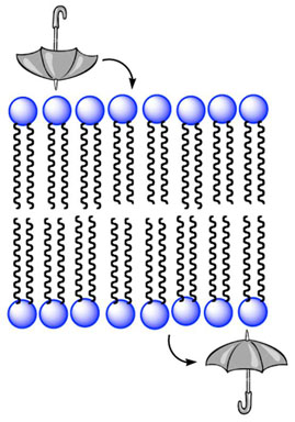 graphic file with name nihms-87848-f0001.jpg