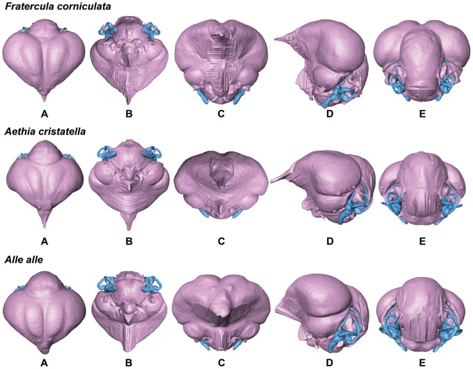 Figure 11