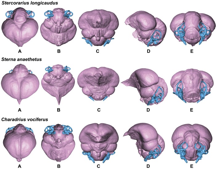 Figure 7