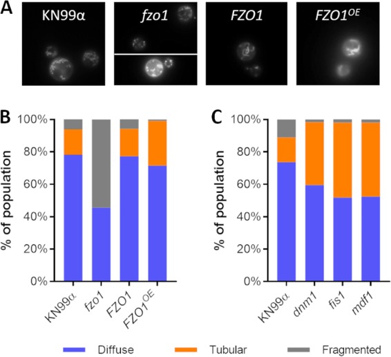 FIG 3