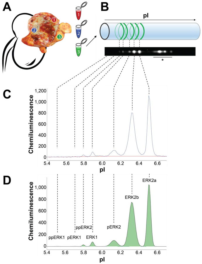 Fig. 1 –