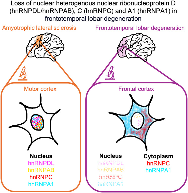 Graphical Abstract