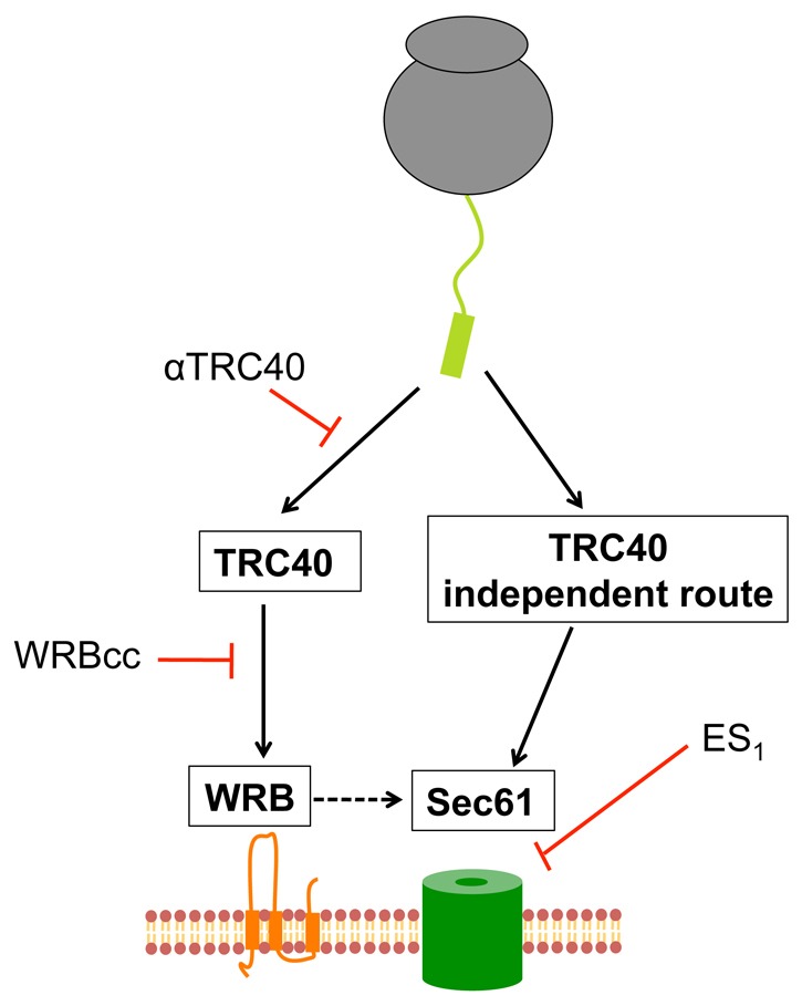 Fig. 8.