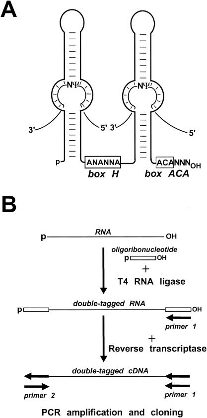 FIG. 1.