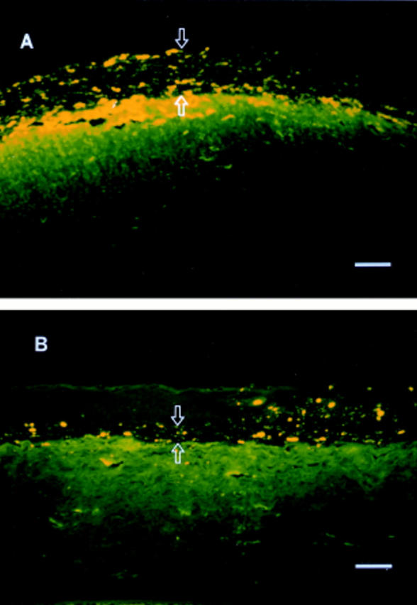 Figure 3  