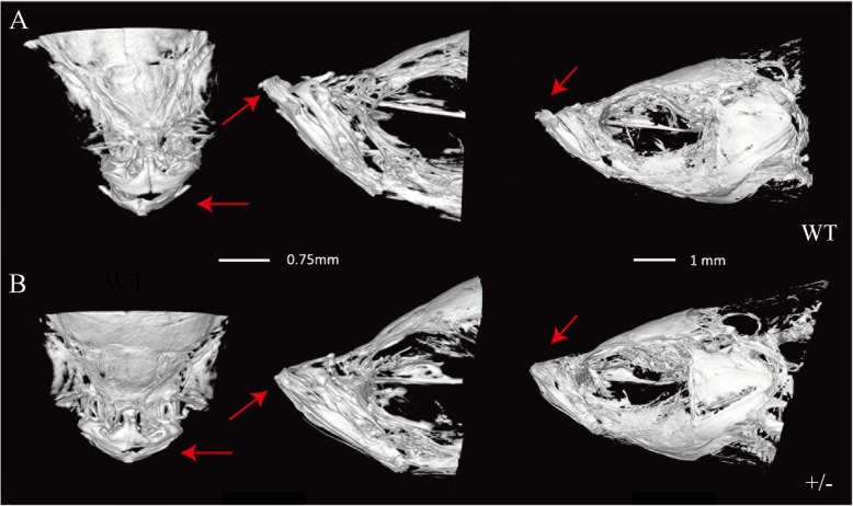 Fig. 5