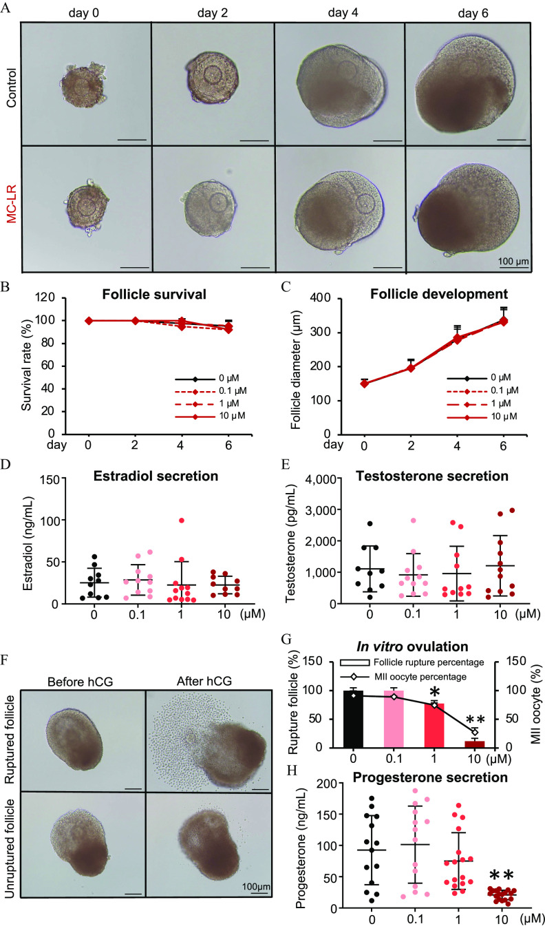 Figure 5A is a stained tissue displaying four columns, namely, Day 0, Day 2, Day 4, and Day 6 and two rows, namely, Control and MC-LR with a scale bar of 100 micrometers. Figures 5B and 5C are line graphs titled Follicle survival and Follicle development, plotting Survival rate (percentage), ranging from 0 to 120 in increments of 20 and Follicle diameter (micrometers), ranging from 0 to 400 in increments of 100 (y-axis) across Day, ranging from 0 to 6 in increments of 2 (x-axis) for 0 micrometer, 0.1 micrometer, 1 micrometer, and 10 micrometers. Figures 5D, 5E and 5H are dot plots titled Estradiol secretion, Testosterone secretion, and Progesterone secretion, plotting Estradiol (nanograms per milliliter), ranging from 0 to 150 in increments of 50; Testosterone (picograms per milliliter), ranging from 0 to 4,000 in increments of 1,000; and Progesterone (nanograms per milliliter), ranging from 0 to 200 in increments of 50 (y-axis) across micrometers, ranging from 0 to 0.1 in increments of 0.1, 0.1 to 1 in increments of 0.9; 1 to 10 in increments of 9 (x-axis), respectively. Figure 5F is a stained tissue with two columns, namely, Before hCG and After hCG and two rows, namely, Ruptured follicle and Unruptured follicle with a scale bar of 100 micrometers. Figure 5G is a bar graph titled In vitro ovulation, plotting Rupture follicle (percentage), ranging from 0 to 150 in increments of 50 (left y-axis) and Metaphase 2 oocyte (percentage), ranging from 0 to 150 in increments of 50 (right y-axis) across micrometers, ranging from 0 to 0.1 in increments of 0.1, 0.1 to 1 in increments of 0.9; 1 to 10 in increments of 9 (x-axis) for follicle rupture percentage and metaphase oocyte percentage.