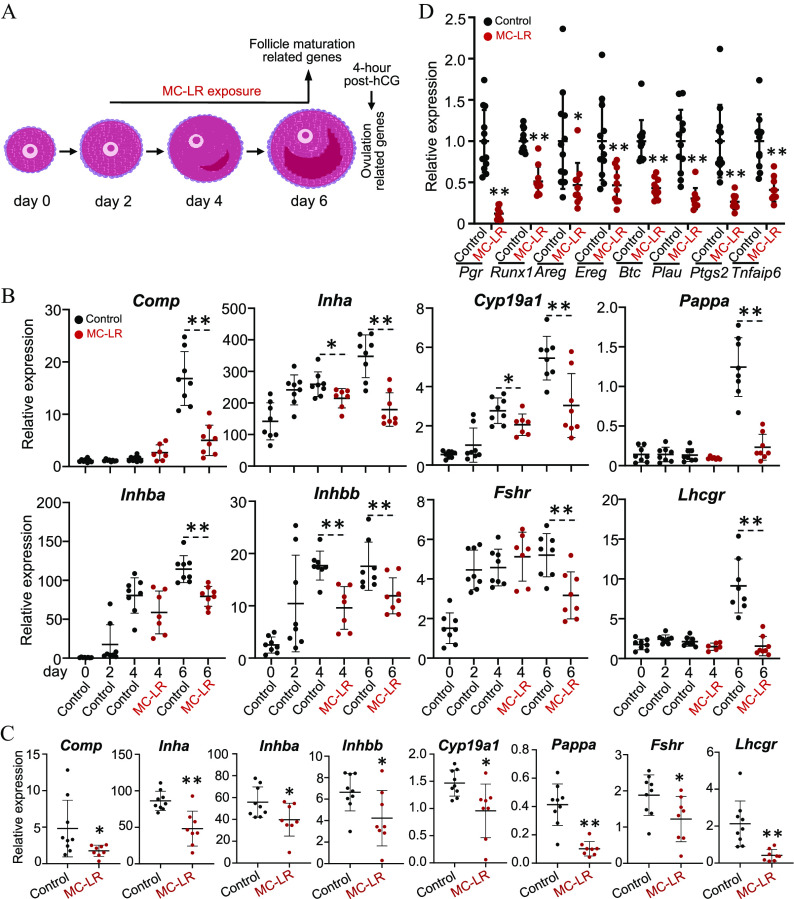 Figure 6A is a schematic illustration displaying MC-LR exposure in vitro using encapsulated in vitro follicle growth to investigate the mechanisms of MC-LR on follicle maturation and ovulation. From day 2 to day 6, MC-LR exposure and follicle maturation related genes. After 4 hours post hCG, ovulation related genes. Figure 6B is a set of eight error bar graphs. On the top, the four error bar graphs titled Comp, Inha, Cyp19a1, and Pappa, plotting Relative expression, ranging from 0 to 30 in increments 10; 0 to 500 in increments of 100; 0 to 8 in increments of 2; 0 to 2.0 in increments of 0.5 (y-axis) across Day, including 0, 2, 4, 4, 6, and 6 (x-axis) for control, control, control, MC-LR, control, and MC-LR, respectively. At the bottom, the four error bar graphs are titled Inhba, Inhbb, Fshr, and Lhcgr, plotting Relative expression, ranging from 0 to 200 in increments of 50, 0 to 30 in increments of 10, 0 to 8 in increments of 2, and 0 to 20 in increments of 5 (y-axis) across Day, including 0, 2, 4, 4, 6, and 6 (x-axis) for control, control, control, MC-LR, control, and MC-LR, respectively. Figure 6C is a set of eight error bar graphs titled Comp, Inha, Inhba, Inhbb, Cyp19a1, Pappa, Fshr, and Lhcgr, plotting Relative expression, ranging from 0 to 15 in increments of 5; 0 to 150 in increments of 50; 0 to 100 in increments of 20; 0 to 10 in increments of 2; 0.0 to 2.0 in increments of 0.5; 0.0 to 0.8 in increments of 0.2; 0 to 3 in unit increments; 0 to 6 in increments of 2 (y-axis) across Control and MC-LR (x-axis), respectively. Figure 6D is an error bar graph, plotting Relative expression, ranging from 0 to 2.5 in increments of 0.5 (y-axis) across Pgr, Runx1, Areg, Ereg, Btc, Plau, Ptgs2, and Tnfalp6, each for Control and MC-LR (x-axis) for Control and MC-LR.