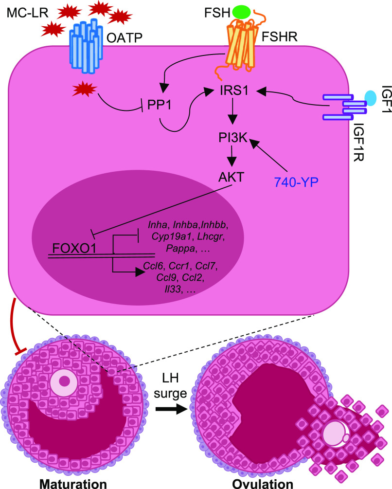 Figure 10 is a schematic flowchart with seven steps. Step 1: MC-LR with organic anion transporting polypeptide leads to P P 1. Step 2: F S H with F S H R leads to P P 1. Step 3: P P 1 leads to I R S 1. Step 4: IG F 1 with I G F 1 R leads to I R S 1. Step 5: I R S 1 and 740-YP lead to P I 3 K. Step 6: P I 3 K leads to A K T. Step 7: A K T leads to F O X O 1. At the bottom, two illustrations of cells titled Maturation and Ovulation are displayed. The Maturation cell with the L H surge leads to ovulation.