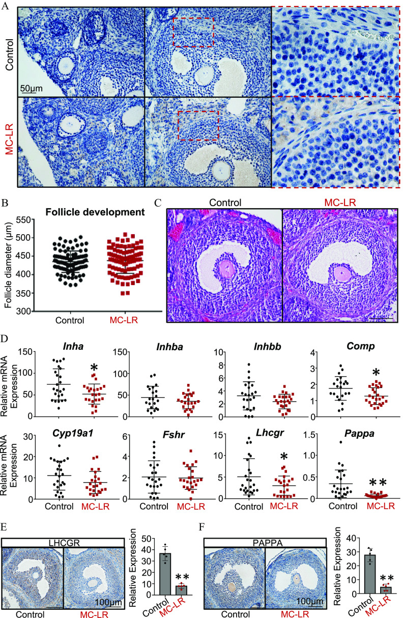 Figure 4A is a stained tissue displaying two rows, namely, Control and MC-LR with a scale bar of 50 micrometers. Figure 4B is a dot plot titled Follicle development, plotting Follicle diameter (micrometers), ranging from 300 to 550 in increments of 50 (y-axis) across Control and MC-LR (x-axis). Figure 4C is a stained tissue displaying two columns, namely, Control and MC-LR with a scale bar of 100 micrometers. Figure 4D is a set of eight dot plots. On the top, the four graphs are titled Inha, Inhba, Inhbb, and Comp, plotting Relative messenger ribonucleic acid expression, ranging from 0 to 150 in increments of 50; 0 to 150 in increments of 50; 0 to 10 in increments of 2; and 0 to 4 in unit increments (y-axis) across Control and MC-LR. At the bottom, the graphs are titled Cyp19a1, Fshr, Lhcgr, and Pappa, plotting Relative messenger ribonucleic acid expression, ranging from 0 to 30 in increments of 10; 0 to 6 in increments of 2; 0 to 15 in increments of 5; and 0 to 1.5 in increments of 0.5 (y-axis) across Control and MC-LR. Figure 4E is a set of one stained tissue and one bar graph. The stained tissue is titled L H C G R and displays two columns, namely, Control and MC-LR with a scale bar of 100 micrometers. The bar graph, plotting Relative expression, ranging from 0 to 50 in increments of 10 (y-axis) across Control and MC-LR. Figure 4F is a set of one stained tissue and one bar graph. The stained tissue is titled PA P P A and displays two columns, namely, Control and MC-LR with a scale bar of 100 micrometers. The bar graph, plotting Relative expression, ranging from 0 to 40 in increments of 10 (y-axis) across Control and MC-LR.