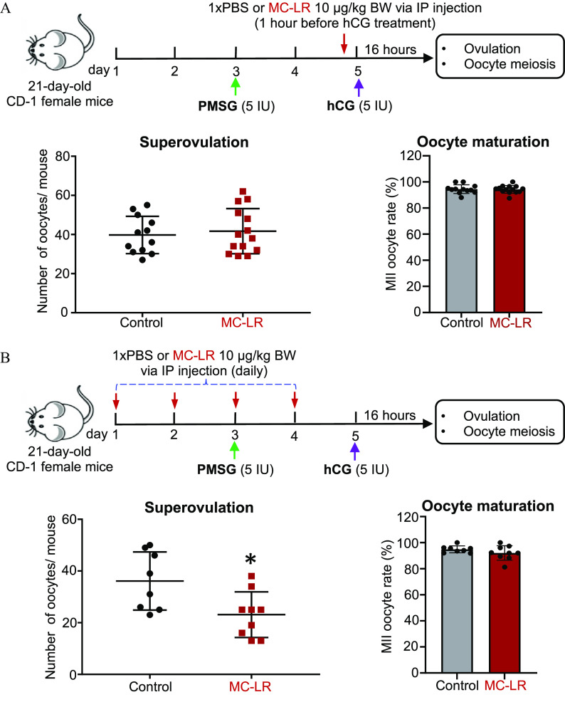 Figure 3A is a set of one schematic illustration, one dot plot, and one bar graph. The schematic illustration depicts the acute MC-LR exposure during the ovulation window. Twenty-one-day-old CD-1 female mice were exposed to P M S G (5 international units) on day 3. Between day 4 and day 5, the mice were exposed to 1 times PBS or MC-LR 10 micrograms per kilogram of body weight via IP injection (1 hour before hCG treatment). On day 5, the mice were exposed to hCG (5 international units). After 16 hours, there was ovulation and oocyte meiosis. The dot plot is titled Superovulation, plotting Number of oocytes per mouse, ranging from 0 to 80 in increments 20 (y-axis) across Control and MC-LR (x-axis). The bar graph is titled Oocyte maturation, plotting Metaphase 2 oocyte rate (percentage), ranging from 0 to 120 in increments of 20 (y-axis) across Control and MC-LR. Figure 3B is a set of one schematic illustration, one dot plot, and one bar graph. The schematic illustration depicts the acute MC-LR exposure during the follicle maturation window. Twenty-one-day-old CD-1 female mice were exposed to 1 times PBS or MC-LR 10 micrograms per kilogram of body weight via IP injection (daily) from day to day 4 and P M S G (5 international units) on day 3. On day 5, the mice were exposed to hCG (5 international units). After 16 hours, there was ovulation and oocyte meiosis. The dot plot is titled Superovulation, plotting Number of oocytes per mouse, ranging from 0 to 60 in increments 20 (y-axis) across Control and MC-LR (x-axis). The bar graph is titled Oocyte maturation, plotting Metaphase 2 oocyte rate (percentage), ranging from 0 to 120 in increments of 20 (y-axis) across Control and MC-LR.