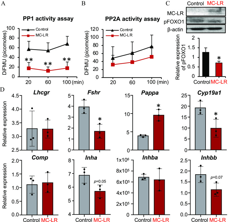 Figures 9A and 9B are line graphs titled P P 1 activity assay and P P 2 A activity assay, plotting DiFMU (picomoles), ranging from 0 to 100 in increments of 20 and 0 to 120 in increments of 20 (y-axis) across minutes, ranging from 20 to 100 in increments of 40 (x-axis) for Control and MC-LR, respectively. Figure 9C is a set of one western blot and one bar graph. The western blot displays two columns, namely, Control and MC-LR and three rows, namely, MC-LR, pFOXO1 and lowercase beta-actin. The bar graph, plotting Relative expression of pFOXO1, ranging from 0 to 2 in increments of 0.5 (y-axis) across Control and MC-LR (x-axis). Figure 9D is a set of eight bar graphs titled Lhcgr, Fshr, Pappa, Cyp19a1, Comp, Inha, Inhba, and Inhbb, plotting Relative expression, ranging from 2.5 to 4.5 in increments of 0.5; 0 to 5 in unit increments; 0 to 15 in increments of 5; 0 to 25 in increments of 5; 0.0 to 2.0 in increments of 0.5; 4 to 8 in unit increments; 0, 2 times 10 begin superscript 5 end superscript, 4 times 10 begin superscript 5 end superscript, 6 times 10 begin superscript 5 end superscript, 8 times 10 begin superscript 5 end superscript, and 1 times 10 begin superscript 5 end superscript; and 0.0 to 2.5 in increments of 0.5 (y-axis) across Control and MC-LR (x-axis), respectively.