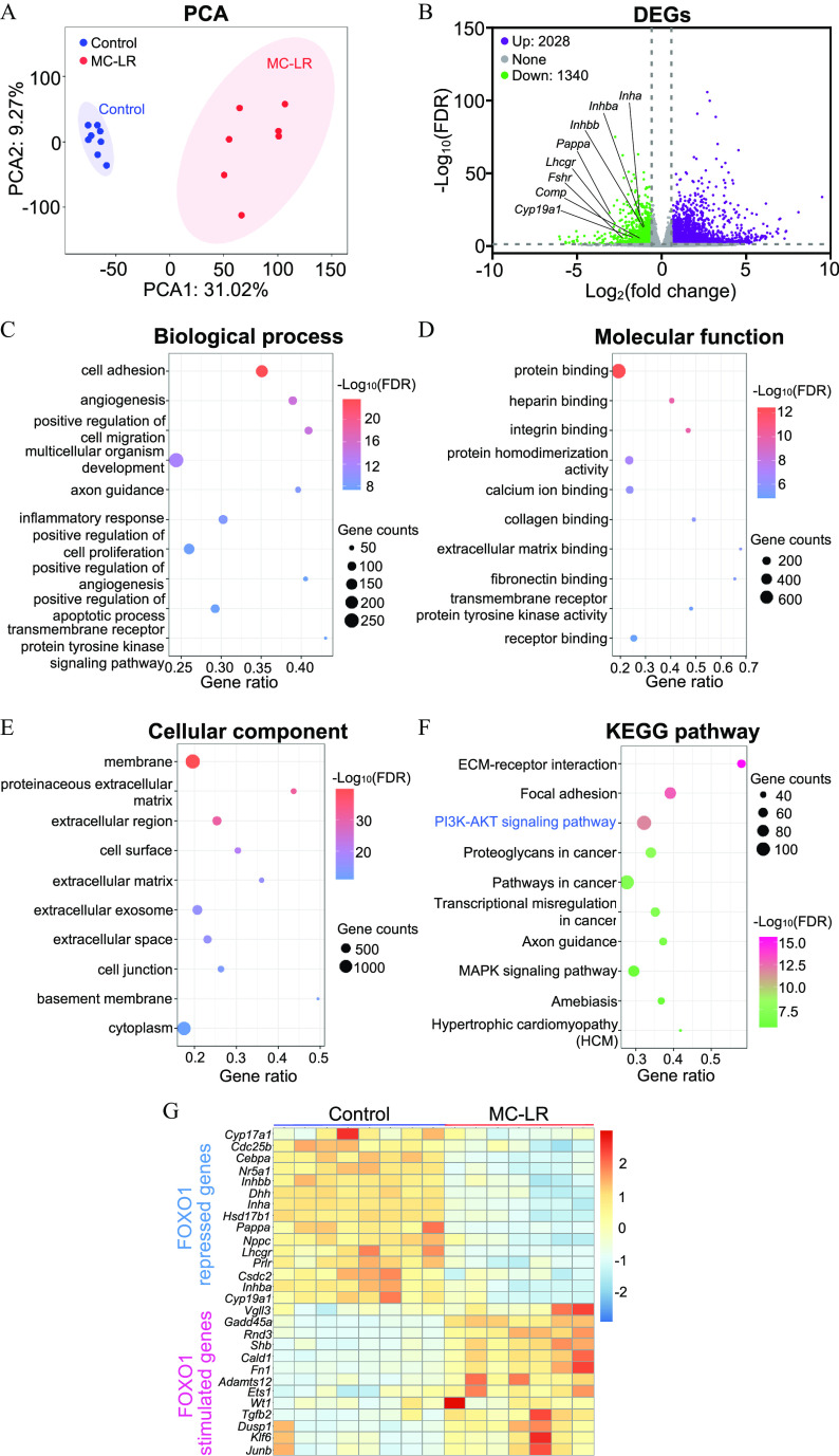 Figure 7A is an ellipse graph titled Principal component analysis, plotting Principal component analysis 2 at 9.27 percent, ranging from negative 100 to 100 in increments of 100 (y-axis) across Principal component analysis 1 at 31.02 percent, ranging from negative 50 to 150 in increments of 50 (x-axis) for Control and MC-LR. Figure 7B is a volcano plot titled Differentially expressed genes, plotting Negative log to the base 10 of (false discovery rate), ranging from 0 to 150 in increments of 50 (y-axis) across log to the base 2 (fold change), ranging from negative 10 to 10 in increments of 5 (x-axis) for up-regulated genes, nonsignificantly altered genes, and down-regulated genes. Figures 7C to 7F are bubble graphs titled Biological process, Molecular function, Cellular component, and Kyoto Encyclopedia of Genes and Genomes pathway, plotting Cell adhesion, angiogenesis, positive regulation of cell migration, multicellular organism development, axon guidance, inflammatory response, positive regulation of cell proliferation, positive regulation of angiogenesis, positive regulation of apoptotic process transmembrane receptor, and protein tyrosine kinase signaling pathway; protein binding, heparin binding, integrin binding, protein homodimerization activity, calcium ion binding, collagen binding, extracellular matrix binding, fibronectin binding, transmembrane receptor protein tyrosine kinase activity, and receptor binding; membrane, proteinaceous extracellular matrix, extracellular region, cell surface, extracellular matrix, extracellular exosome, extracellular space, cell junction, basement membrane, and cytoplasm; and ECM-receptor interaction, Focal adhesion, PI3K-AKT signaling pathway, Proteoglycans in cancer, Pathways in cancer, Transcriptional misregulation in cancer, Axon guidance, MAPK signaling pathway, Amoebiasis, and Hypertrophic cardiomyopathy (HCM) (y-axis) across gene ratio, ranging from 0.25 to 0.40 in increments of 0.05; 0.2 to 0.7 in increments of 0.1; 0.2 to 0.5 in increments of 0.1; and 0.3 to 0.5 in increments of 0.1 (x-axis) for gene counts, ranging from 50 to 250 in increments of 50; 200 to 600 in increments of 200; 500 to 1,000 in increments of 500; and 40 to 100 in increments of 20, respectively. A scale depicts negative log to the base 10 (false discovery rate) ranging from 8 to 20 in increments of 4; 6 to 12 in increments of 2; 20 to 30 in increments of 10; and 7.5 to 15.0 in increments of 2.5. Figure 7G is a heatmap, plotting FOXO1 repressed genes, including Cyp17a1, Cdc25b, Cebpa, Nr5a1, Inhbb Dhh, Inha, Hsd17b1, Pappa, Nppc, Lhcgr, Prlr, Csdc2, Inhba, and Cyp19a1; and FOXO1 stimulated genes, including Vgll3, Gadd45a, Rnd3, Shb, Cald1, Fn1, Adamts12, Ets1, Wt1, Tgfb2, Dusp1, Klf6, and Junb (y-axis) across Control and MC-LR (x-axis). A scale ranges from negative 2 to 2 in unit increments.