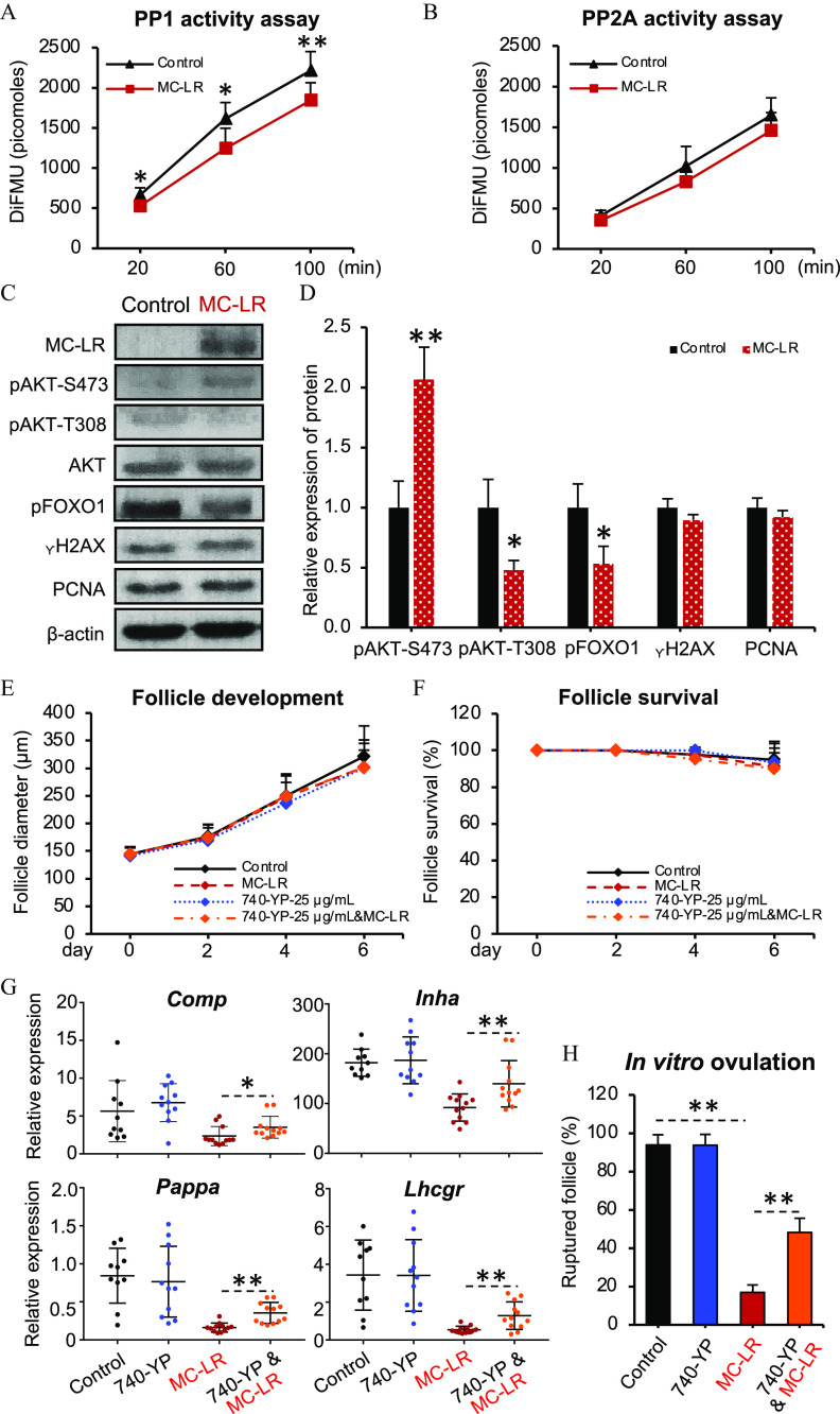 Figures 8A and 8B are line graphs titled P P 1 activity assay and P P 2 A activity assay, plotting DiFMU (picomoles), ranging from 0 to 2,500 in increments of 500 (y-axis) across minutes, ranging from 20 to 100 in increments of 40 (x-axis) for control and MC-LR, respectively. Figure 8C is a western blot, displaying two columns, namely, Control and MC-LR and eight rows, namely, MC-LR, pAKT-S473, pAKT-T308, AKT, pFOXO1, lowercase gamma H2AX, PCNA, lowercase beta-actin. Figure 8D is a bar graph, plotting Relative expression of protein, ranging from 0.0 to 2.5 in increments of 0.5 (y-axis) across pAKT-S473, pAKT-T308, pFOXO1, lowercase gamma H2AX, PCNA (x-axis) for Control and MC-LR. Figures 8E and 8F are line graphs titled Follicle development and Follicle survival, plotting Follicle diameter (micrometers), ranging from 0 to 400 in increments of 50 and Follicle survival (percentage), ranging from 0 to 120 in increments of 20 (y-axis) across Day, ranging from 0 to 6 in increments of 2 (x-axis) for Control, MC-LR, 740-YP-25 micrograms per milliliter, 740-YP-25 micrograms per milliliter and MC-LR. Figure 8G is a set of four error bar graphs. On the top, the graphs are titled Comp and Inha, plotting Relative expression, ranging from 0 to 20 in increments 5 and 0 to 300 in increments of 100 (y-axis) across Control, 740YP, MC-LR, and 740-YP and MC-LR (x-axis), respectively. At the bottom, the graphs are titled Pappa and Lhcgr, plotting Relative expression, ranging from 0 to 2.0 in increments of 0.5 and 0 to 8 in increments of 2 (y-axis) across Control, 740YP, MC-LR, and 740-YP and MC-LR (x-axis), respectively. Figure 8H is a bar graph titled In vitro ovulation, plotting Ruptured follicle (percentage), ranging from 0 to 120 in increments of 20 (y-axis) across Control, 740YP, MC-LR, and 740-YP and MC-LR (x-axis).