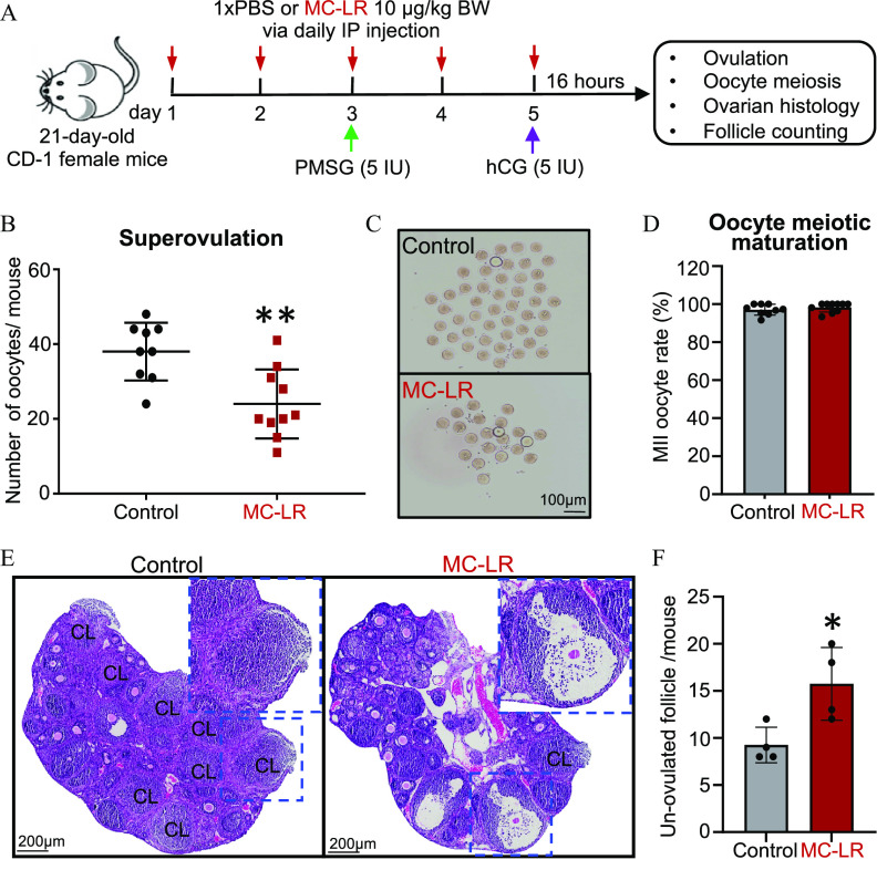 Figure 2A is a schematic illustration depicting intraperitoneal treatment of a mouse superovulation model. Twenty-one-day-old CD-1 female mice were exposed to 1 times P B S or MC-LR 10 micrograms per kilogram body weight via daily I P injection and P M S G (5 international units) on day 3. On day 5, mice were exposed to hCG (5 international units). After 16 hours, there was ovulation, oocyte meiosis, ovarian histology, and follicle counting. Figure 2B is a dot plot titled Superovulation, plotting Number of oocytes per mouse, ranging from 0 to 60 in increments of 20 (y-axis) across Control and MC-LR (x-axis). Figure 2C is a stained tissue, depicting ovulated oocytes from mice under Control and MC-LR with a scale bar of 100 micrometers. Figures 2D and 2F are bar graphs, plotting Metaphase 2 oocyte rate (percentage), ranging from 0 to 120 in increments of 20 and Un-ovulated follicle per mouse, ranging from 0 to 25 in increments of 5 (y-axis) across Control and MC-LR (x-axis) for oocyte meiotic maturation. Figure 2E is a set of two stained tissues titled Control and MC-LR, depicting the corpora lutea after ovulation induction, each with a scale bar of 200 micrometers.