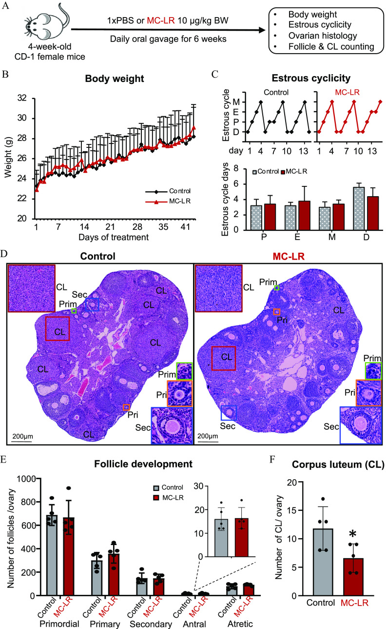 Figure 1A is a schematic illustration depicting long-term MC-LR oral exposure in vivo. Four-week-old CD-1 female mice treated with 1 times P B S or MC-LR 10 micrograms per kilogram of body weight on a daily oral gavage for 6 weeks leads to changes in body weight, estrous cyclicity, ovarian histology, follicle count, and corpora lutea counting. Figure 1B is a line error bar graph titled Body weight, plotting Weight (grams), ranging from 20 to 32 in increments of 2 (y-axis) across days of treatment, ranging from 1 to 7 in increments of 6, 7 to 35 in increments of 7, and 35 to 41 in increments of 6 (x-axis) for control and MC-LR. Figure 1C is a set of two graphs. On the top, a line graph titled Estrous cyclicity, plotting Estrous cycle, ranging from metestrus, estrus, proestrus, diestrus (y-axis) across day, ranging from 1 to 13 in increments of 3 (x-axis) for control and MC-LR. At the bottom, a bar graph, plotting Estrous cycle days, ranging from 0 to 8 in increments of 2 (y-axis) across proestrus, estrus, metestrus, diestrus (x-axis) for control and MC-LR. Figure 1D is a set of two stained tissues, titled Control and MC-LR, depicting corpora lutea (C L); primordial follicles (Prim); primary follicles (Pri); and secondary follicles (Sec), each with a scale bar of 200 micrometers. Figure 1E is a bar graph, titled Follicle development, plotting Number of follicles per ovary, ranging from 0 to 1,000 in increments of 200 (y-axis) across primordial, primary, secondary, antral, and atretic, each for control and MC-LR (x-axis) for control and MC-LR. Figure 1F is a bar graph titled Corpus luteum, plotting Number of corpora lutea per ovary, ranging from 0 to 20 in increments of 5 (y-axis) across Control and MC-LR (x-axis).