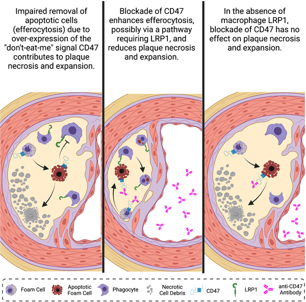 graphic file with name nihms-1753745-f0001.jpg