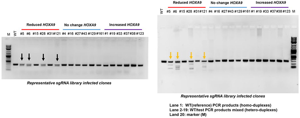 Figure 5: