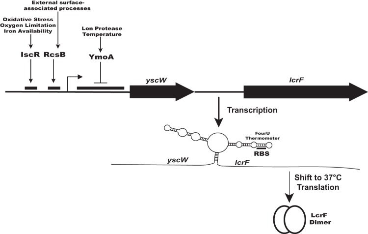 FIG 3