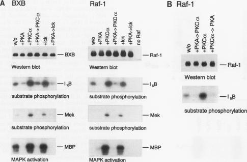 graphic file with name molcellb00010-0305-a.jpg