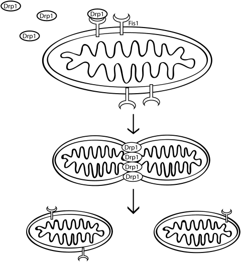 FIG. 2.