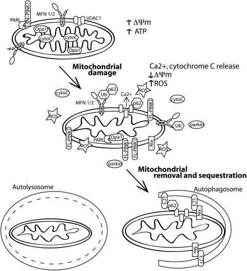 FIG. 3.