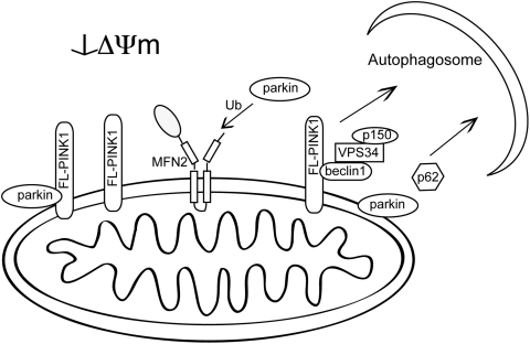 FIG. 6.