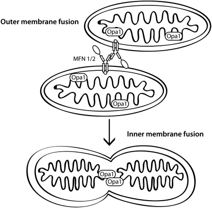 FIG. 1.