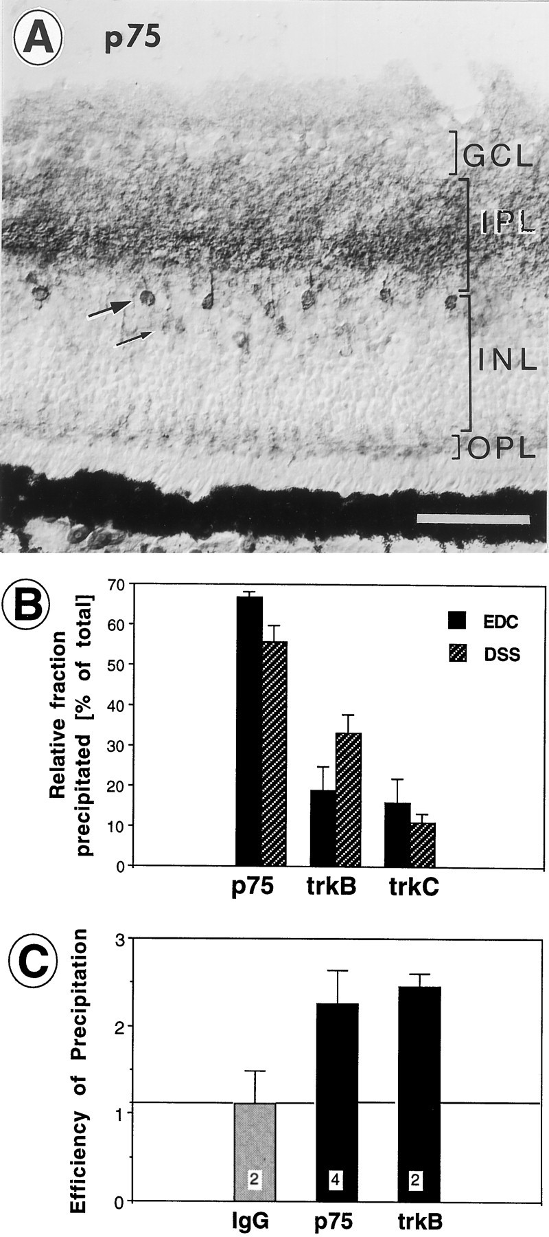 Fig. 10.