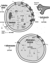 Fig. (2)